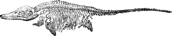 Esqueleto Fósil Del Ictiosaurio Común Lyme Regis Lias Ilustración Grabada — Archivo Imágenes Vectoriales