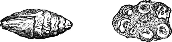 Ихтиофарические Кополиты Лайма Реджиса Винтажные Завитые Иллюстрации Естественного Творения Живых — стоковый вектор