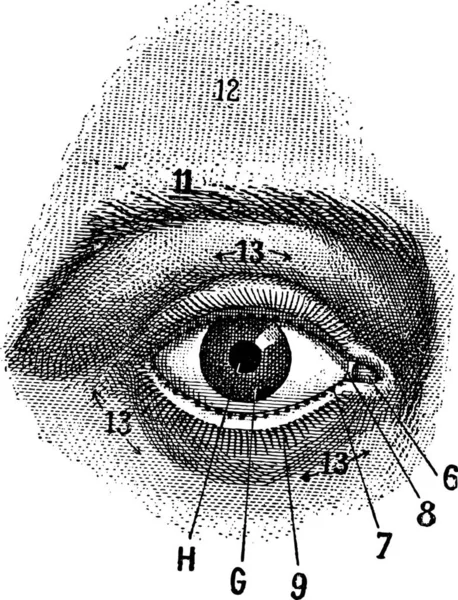 Vue Extérieure Œil Humain Montrant Pupille Iris Sclère Paupière Illustration — Image vectorielle