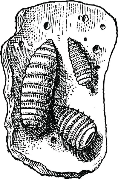 Овід Або Oestridae Личинки Показ Шматок Тканини Шлунка Vintage Вигравірувані — стоковий вектор