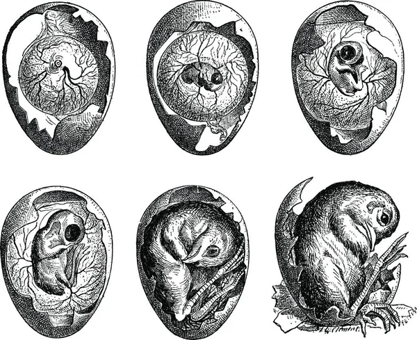 Desarrollo Huevo Pollo Ilustración Grabada Vintage Diccionario Palabras Cosas Larive — Archivo Imágenes Vectoriales