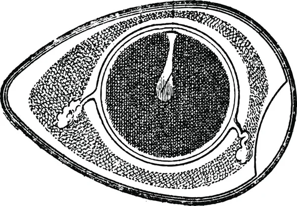 Coupe Transversale Œuf Poulet Illustration Gravée Vintage Dictionnaire Des Mots — Image vectorielle