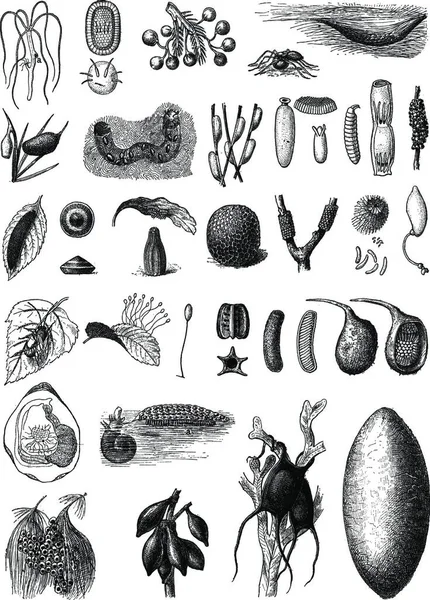 Eieren Van Verschillende Soorten Dieren Vintage Gegraveerd Illustratie Woordenboek Van — Stockvector