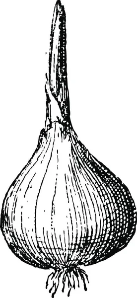 Cebola Allium Cepa Mostrando Bulbo Com Raiz Atirar Ilustração Gravada —  Vetores de Stock