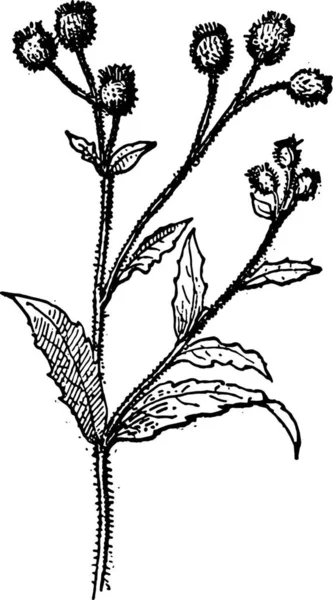 Чорно Біле Зображення Рослини — стоковий вектор