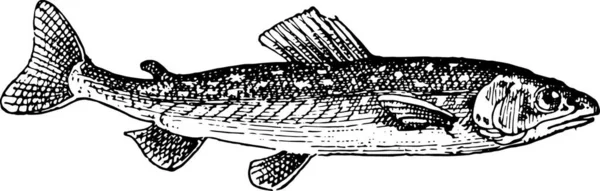 Illustration Eines Fisches — Stockvektor