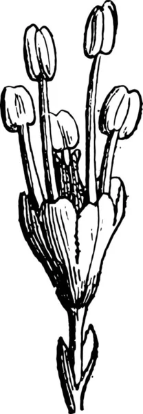 Elm Вінтажний Вирізьблений Малюнок Словник Слів Речей Larive Fleury 1895 — стоковий вектор