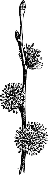 Вяз Старинная Гравированная Иллюстрация Словарь Слов Вещей Larive Fleury 1895 — стоковый вектор
