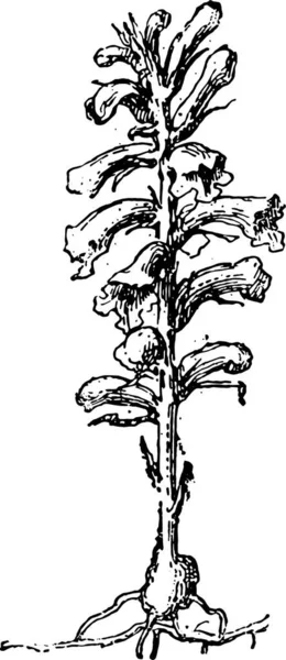 Broomrape Broom Rape 고전적 단어와 사물에 Larive Fleury 1895 — 스톡 벡터