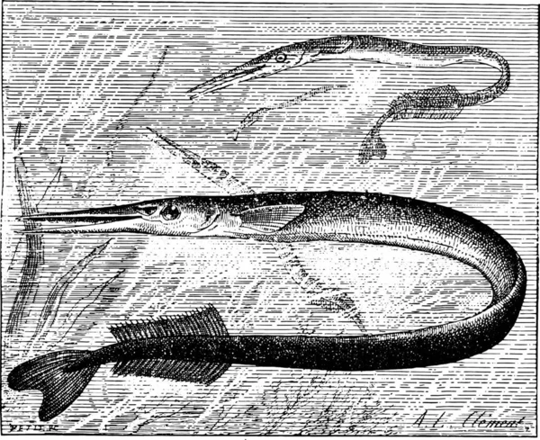 Garfish Eller Sea Nål Vintage Indgraveret Illustration Ordbog Ord Ting – Stock-vektor