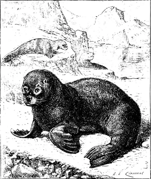 Illustrazione Immagine Bianco Nero Una Scimmia — Vettoriale Stock