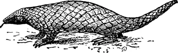 Pangolin Scaly Anteater Trenggiling Illustrazione Incisa Vintage Dizionario Parole Cose — Vettoriale Stock