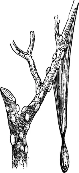 Tamarisco Tamarix Gallica Mostrando Una Rama Con Racimos Maná Goteo — Archivo Imágenes Vectoriales