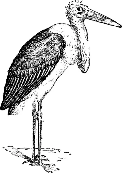 Marabou Stork Leptoptilos Crumeniferus 빈티지에 새겨진 단어와 사물에 Larive Fleury — 스톡 벡터