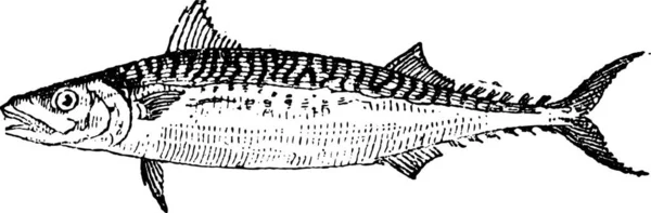 大西洋鲭鱼 Scombrus 复古刻的插图 单词和事 Larive 和弗洛瑞 1895年的字典 — 图库矢量图片