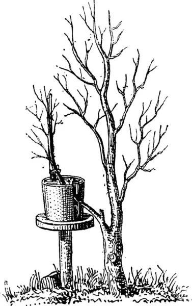 Ilustración Blanco Negro Árbol Con Esqueleto — Archivo Imágenes Vectoriales