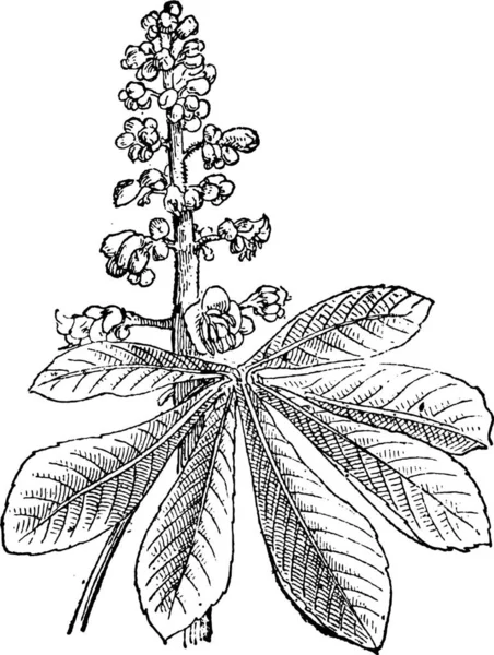 Castanha Indiana Aesculus Mostrando Flores Vintage Gravada Ilustração Dicionário Palavras — Vetor de Stock