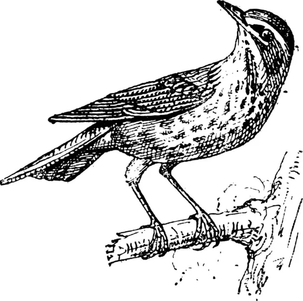 Redwing Turdus Iliacus Encaramado Una Rama Ilustración Grabada Vintage Diccionario — Archivo Imágenes Vectoriales