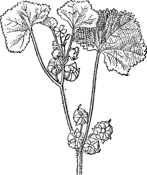 Roundleaf Malva Eller Malva Neglecta Visar Blommor Vintage Ingraverad Illustration — Stock vektor