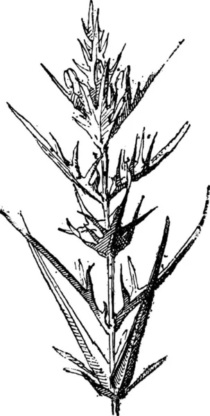 牛小麦や Melampyrum ビンテージ図を刻まれています 辞書の単語と物事を Larive 1895 — ストックベクタ