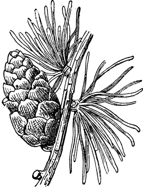 タマラック カラマツまたは Larix Laricina コーン ヴィンテージを示す図は刻まれています 辞書の単語と物事を Larive 1895 — ストックベクタ