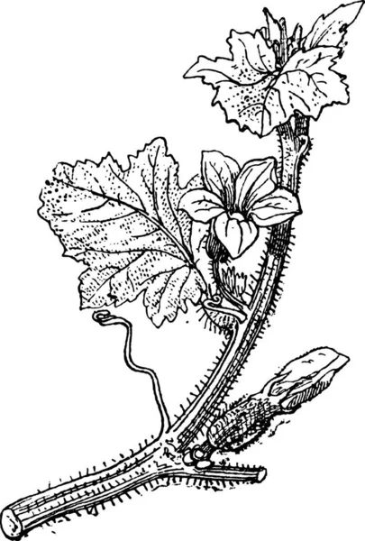 Meloun Cukrový Nebo Cucumis Melo Zobrazující Květiny Vintage Vyryto Ilustrace — Stockový vektor