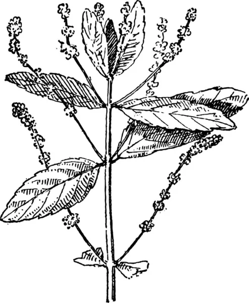 Mercury Plant Mercurialis Mostrando Flores Ilustración Grabada Vintage Diccionario Palabras — Archivo Imágenes Vectoriales