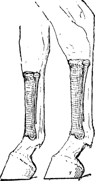 Лошадиные Кости Metacarpus Слева Metatarsus Справа Винтажная Позолоченная Иллюстрация Словарь — стоковый вектор