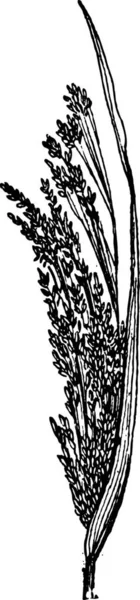 常见小米或黍 显示花 复古刻的插图 单词和事 Larive 和弗洛瑞 1895年的字典 — 图库矢量图片