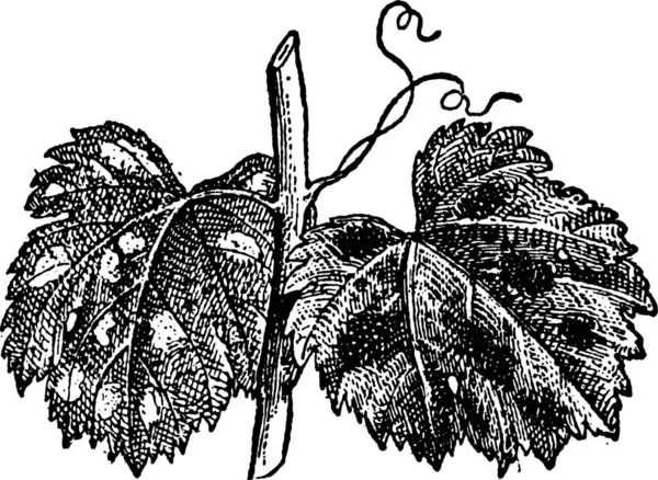 Powdery Mildew Blumeria Graminis Shown Surface Grape Leaves Vintage Engraved — Stock Vector