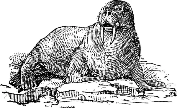 월러스 Walrus Odobenus Rosmarus 고전적 단어와 사물에 Larive Fleury 1895 — 스톡 벡터