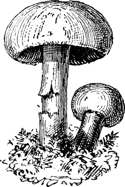 妖精リング キノコや Marasmius Oreades ヴィンテージの図は刻まれています 辞書の単語と物事を Larive 1895 — ストックベクタ