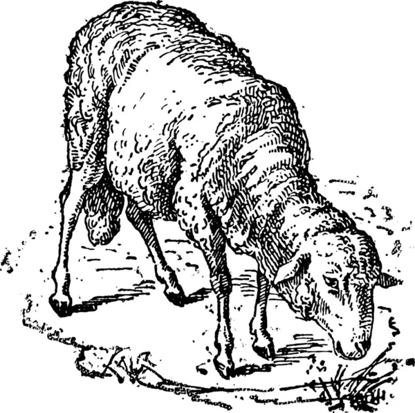 Schapen Ovis Aries Vintage Gegraveerde Afbeelding Woordenboek Van Woorden Dingen — Stockvector