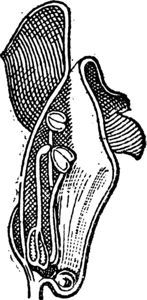 Common Snapdragon Antirrhinum Majus Showing Flower Cross Section Vintage Engraved — Stock Vector