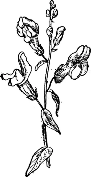 Snapdragon Comum Antirrhinum Majus Mostrando Flores Ilustração Gravada Vintage Dicionário —  Vetores de Stock