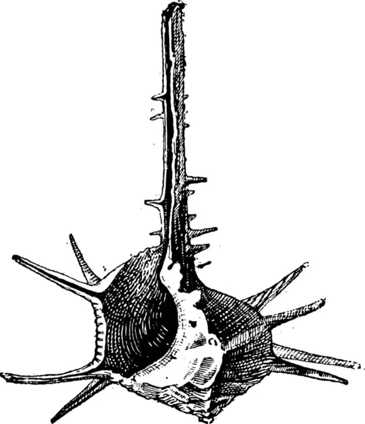 长角的头巾或蝾复古刻的插图 单词和事 Larive 和弗洛瑞 1895年的字典 — 图库矢量图片