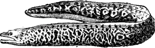 Moray Eel Або Muraenidae Старовинна Гравірована Ілюстрація Dictionary Words Things — стоковий вектор