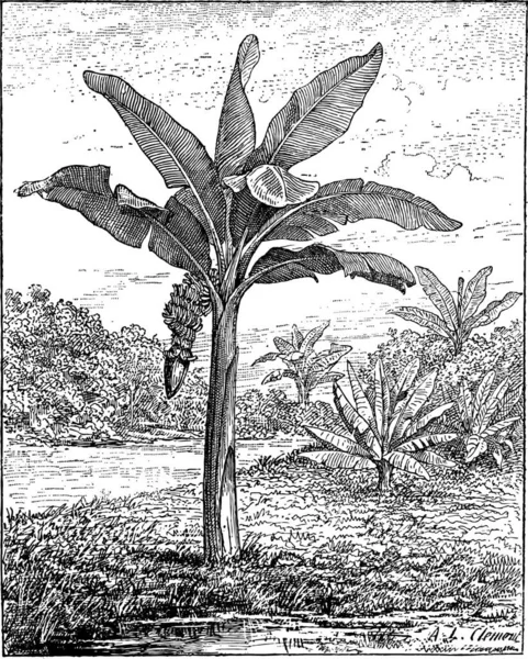 Banana Plantain Musa Mostrando Frutos Inflorescência Ilustração Gravada Vintage Dicionário — Vetor de Stock