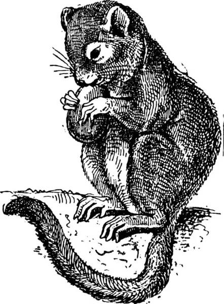 Dormouse Gliridae Ilustração Gravada Vintage Dicionário Palavras Coisas Larive Fleury —  Vetores de Stock