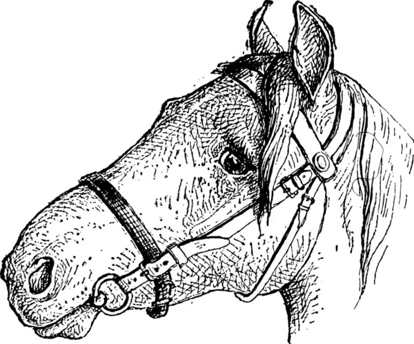 Retrato Cabeza Caballo Ilustración Vintage — Archivo Imágenes Vectoriales