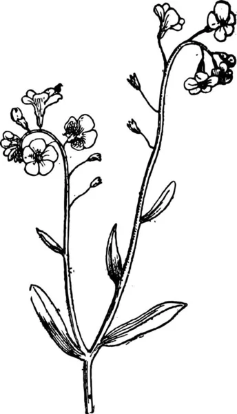 Ηελοχάρης Myosotis Προβολή Λουλούδια Vintage Χαραγμένο Εικονογράφηση Λεξικό Του Λέξεις — Διανυσματικό Αρχείο