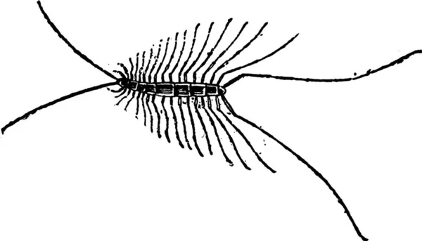 Myriapod Myriapoda Vintage Χαραγμένο Εικονογράφηση Λεξικό Του Λέξεις Και Πράγματα — Διανυσματικό Αρχείο
