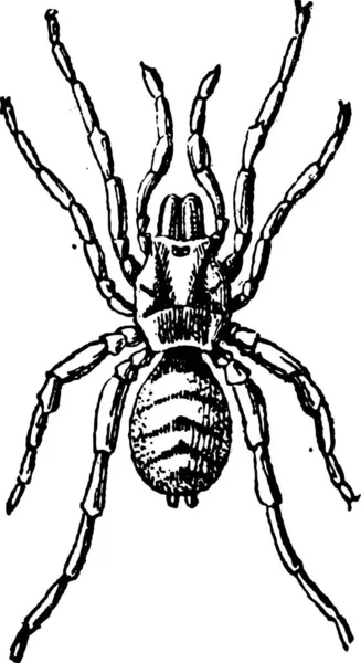Tarantule Nebo Theraphosidae Vintage Vyryto Ilustrace Slovník Slov Věcí Larive — Stockový vektor