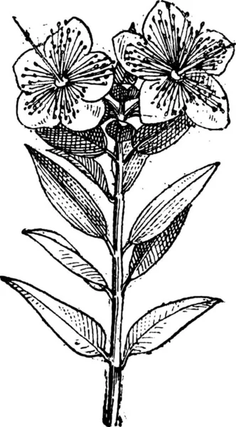 Myrte Oder Myrtus Communis Mit Blüten Gravierte Illustration Wörterbuch Der — Stockvektor