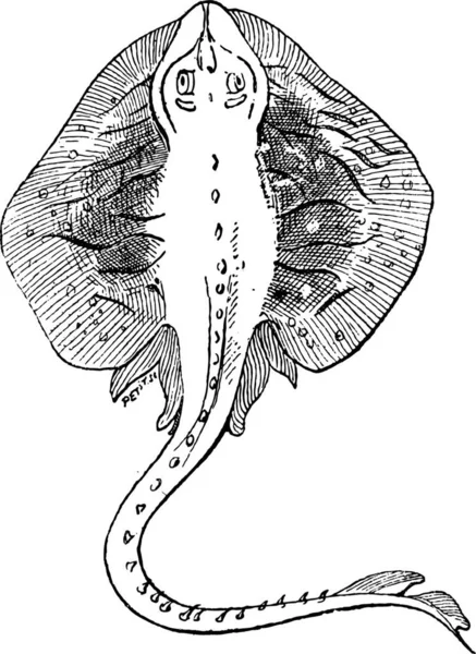 Stingray Myliobatoidei 의뿔은 모양의 지느러미와 빈티지가 새겨져 그림을 보여준다 단어와 — 스톡 벡터