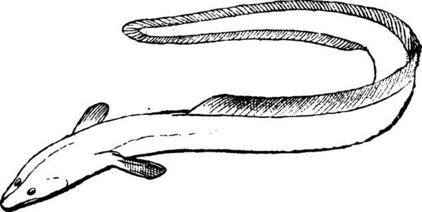 Barbatanas Uma Enguia Anguilliformes Mostrando Barbatanas Dorsais Anais Fundidas Com — Vetor de Stock
