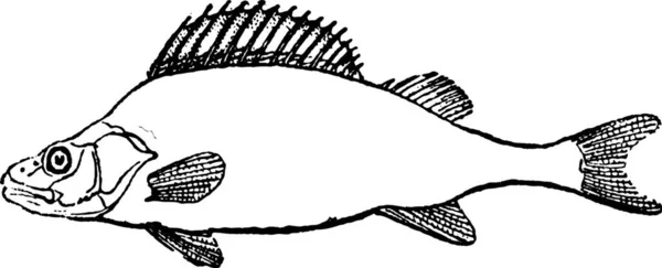 Фіни Perch Або Perca Показують Грудні Тазові Дорсальні Анальні Каудальні — стоковий вектор