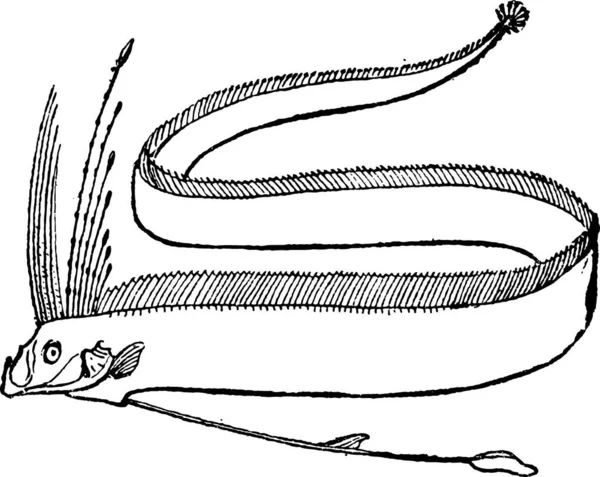 Aletas Del Rey Los Arenques Regalecus Glesne Mostrando Aleta Dorsal — Archivo Imágenes Vectoriales