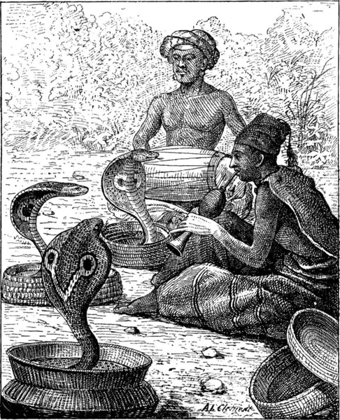 Cobra Naja Montrant Snake Charmers Illustration Gravée Vintage Dictionnaire Des — Image vectorielle