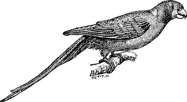 水仙姬鹟或白眉姬鹟琉球 栖息在树枝上 复古刻图 单词和事 Larive 和弗洛瑞 1895年的字典 — 图库矢量图片